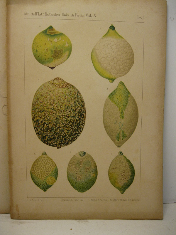 Intorno alla ruggine bianca dei limoni (citrus limonum risso) grave malattia manifestatasi in Sicilia. Aspetto esterno; alterazioni anatomo-patologiche; causa e riproduzione artificiale della malattia; sviluppo; polimorfismo e biologia del parassita; rimedi. Ricerche. Parte I. Frutti. Estratto dagli Atti dell'Ist. Botanico dell'Università di Pavia, nuova serie, vol. X
